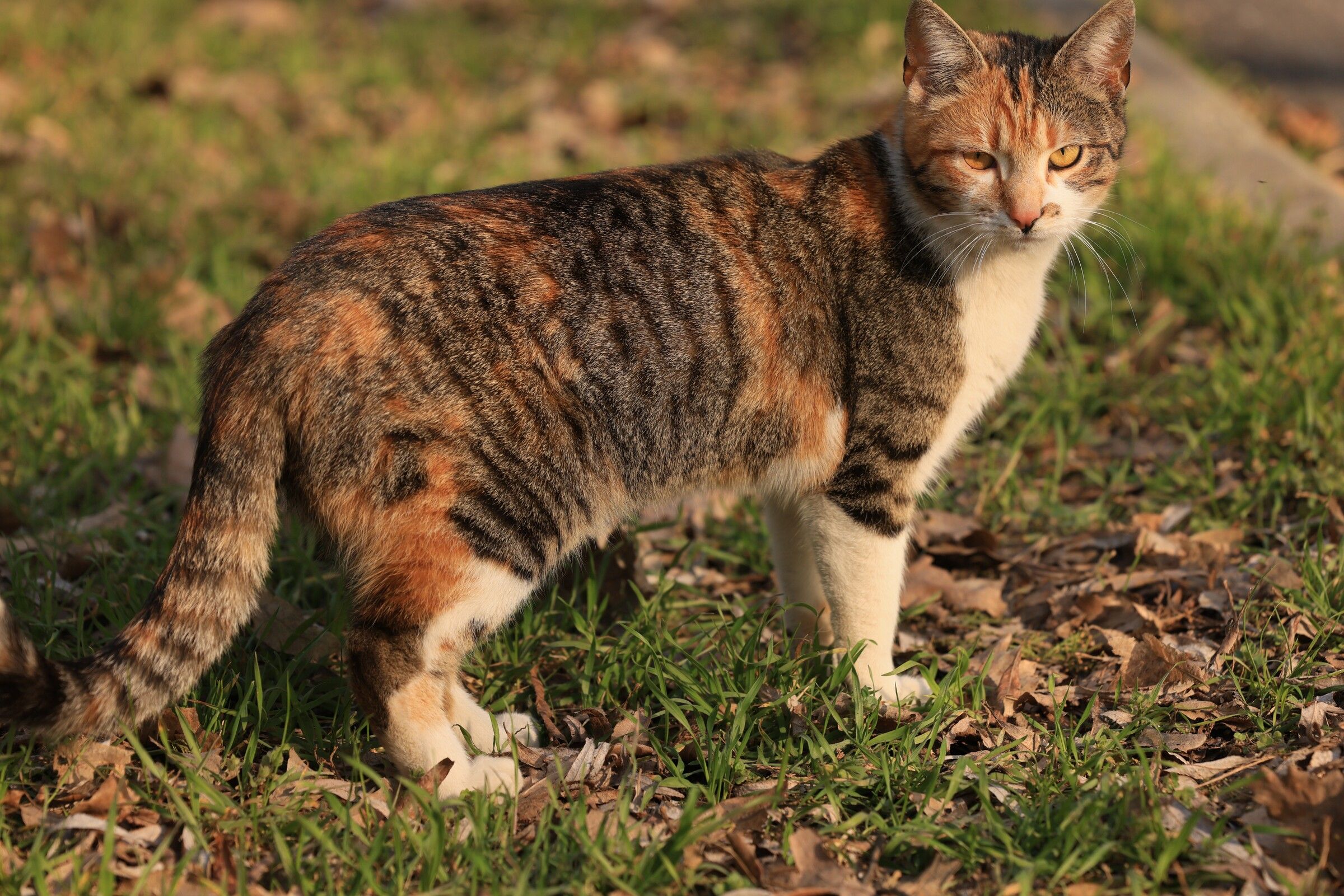 Neighbourhood Tiger — Bucharest, early light, 2026