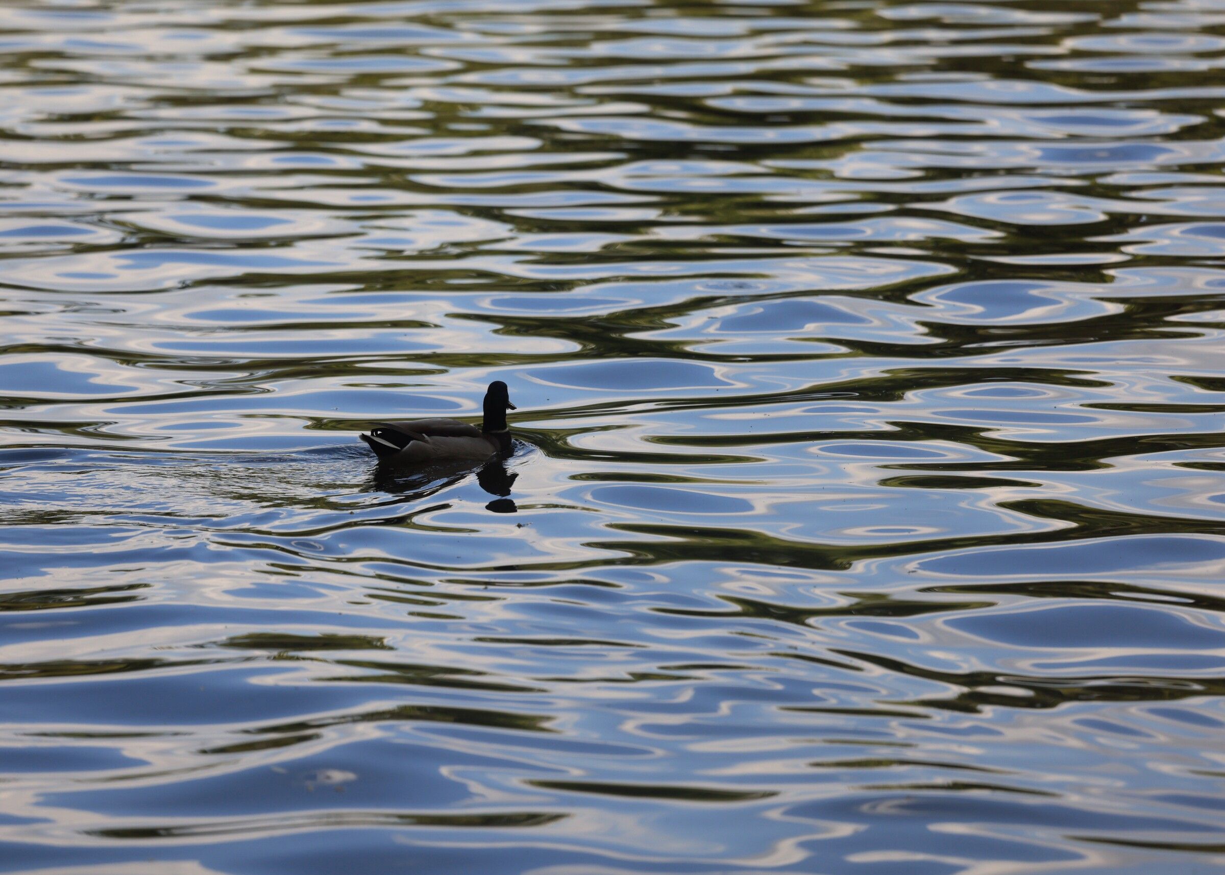 Still Water, Whole Sky — Herăstrău, Bucharest, 2026