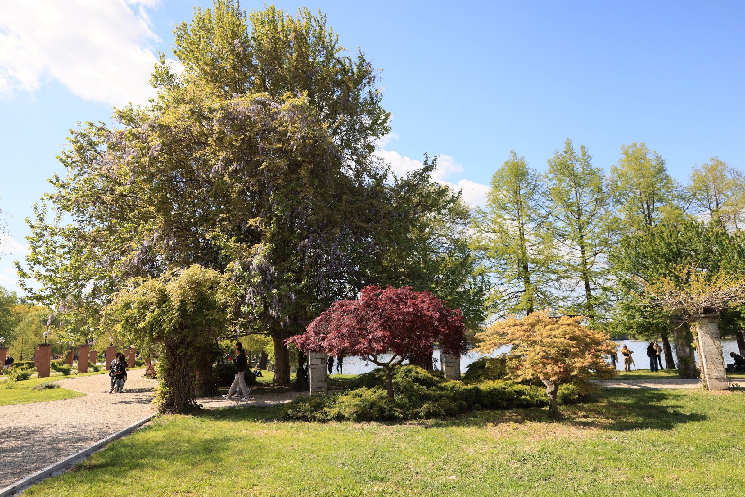 Borrowed Scenery — Japanese Garden, Herăstrău, 2026