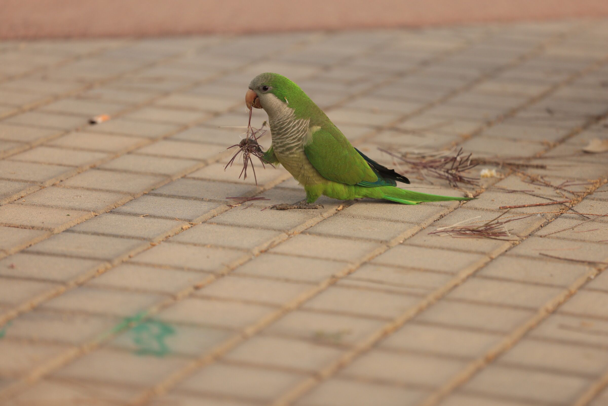 The Nest-Builder — Midday, a warm square, 2026